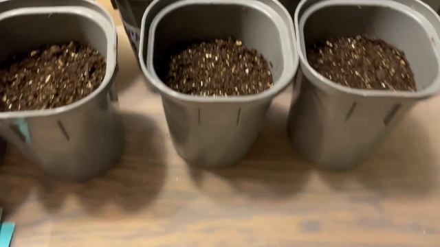 ПОСЕВ высокорослых ТОМАТОВ В ОПТИМАЛЬНЫЕ СРОКИ! ПРОВЕРЕННЫЙ СПОСОБ! смотреть онлайн