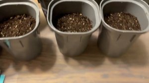 ПОСЕВ высокорослых ТОМАТОВ В ОПТИМАЛЬНЫЕ СРОКИ! ПРОВЕРЕННЫЙ СПОСОБ!