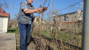 Обрезка винограда весной