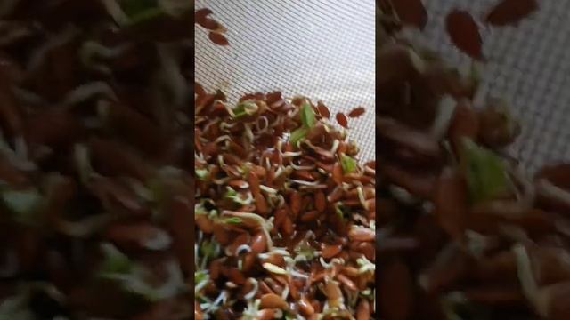 Проростки льна | Здоровое питание смотреть онлайн