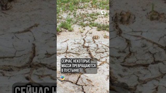 Уникальный сорт СПИРЕИ смотреть онлайн