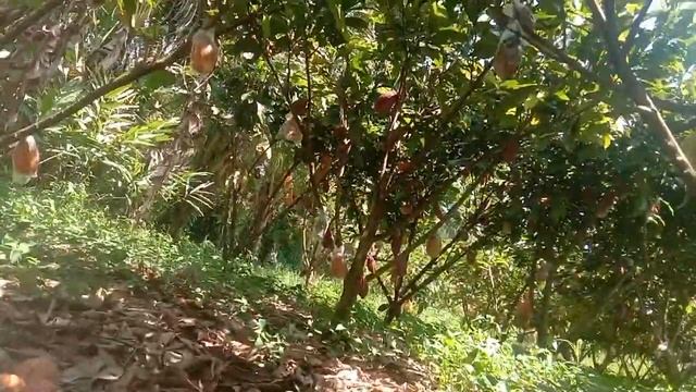 kakao sambung pucuk 45. смотреть онлайн