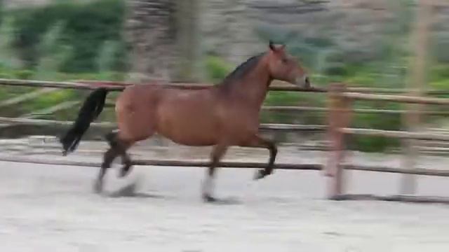 Jument PRE - Ramblera II en liberté.flv смотреть онлайн