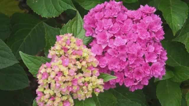 Почему не цветет гортензия смотреть онлайн