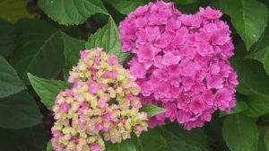 Почему не цветет гортензия