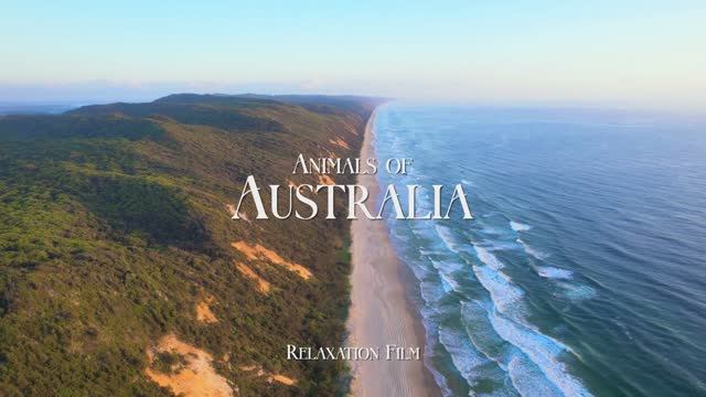 Animals of Australia 4K - Wildlife Relaxation Film with Peaceful Music - Video UltraHD смотреть онлайн