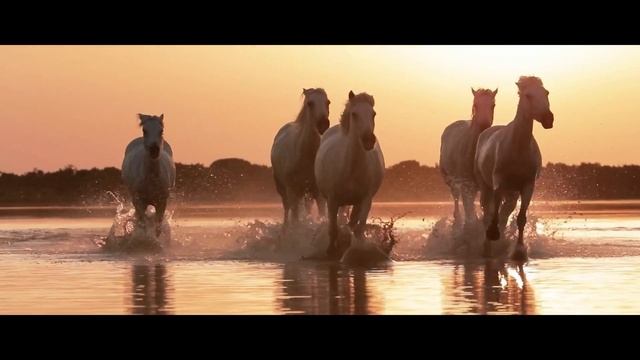 Victor Brayer - Apusul De Aur | Official Single (mood video) смотреть онлайн