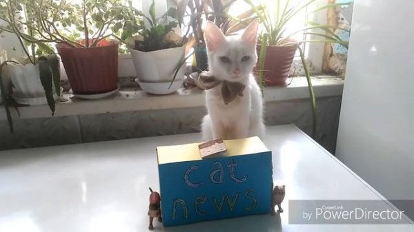 Cat news | Кото новости нашего канала 😺