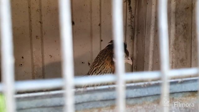 238. Виноград обломал. Томаты в 2 стебля формирую. Новоселье на хоздворе. смотреть онлайн