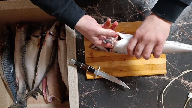 Разделка скумбрии для холодного копчения