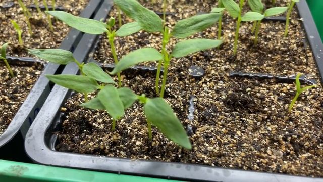 ПЕРЕЦ БЫСТРО И ДРУЖНО ВЗОШЕЛ! ИНСТРУКЦИЯ ПО УХОДУ за рассадой смотреть онлайн