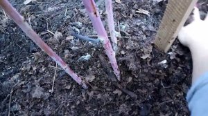 Очень важная обработка малины осенью