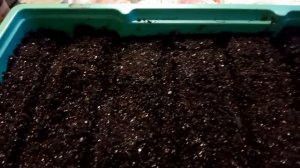 Томаты - какие и как сею для раннего урожая.