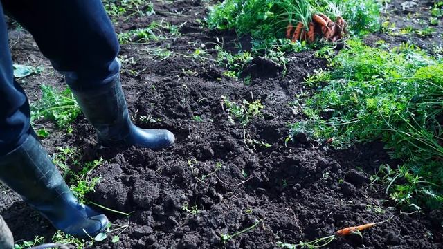 КУПИЛ 2 ДОМА В ДЕРЕВНЕ | КАТЯ РАЗБОЛЕЛАСЬ | ЗАЧЕМ НАМ ТЕПЛИЦА ЗИМОЙ ? | КТО СЪЕЛ ВСЮ МОРКОВЬ?