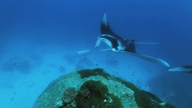 Manta Rays on an Adventure Outer Reef Dive смотреть онлайн
