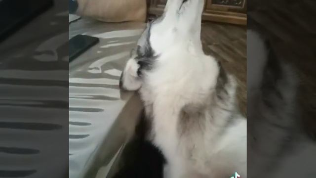 Беляш смотреть онлайн