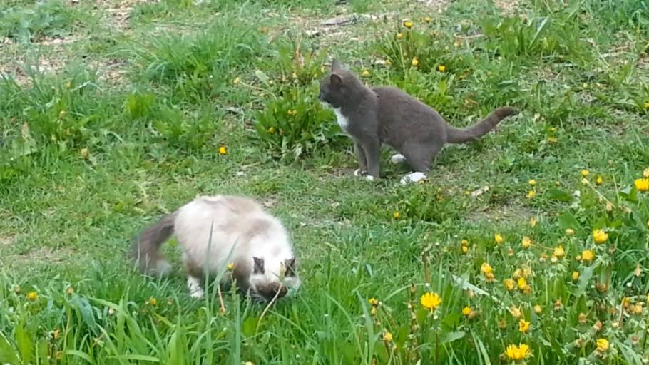 Настоящая кошачья любовь смотреть онлайн