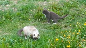 Настоящая кошачья любовь