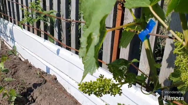 245. Никогда такого не было и вот опять. смотреть онлайн