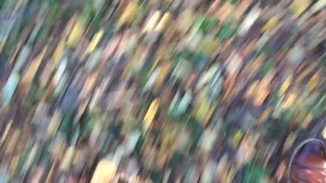 Wednesday Woods Walk with Cinnabon! смотреть онлайн