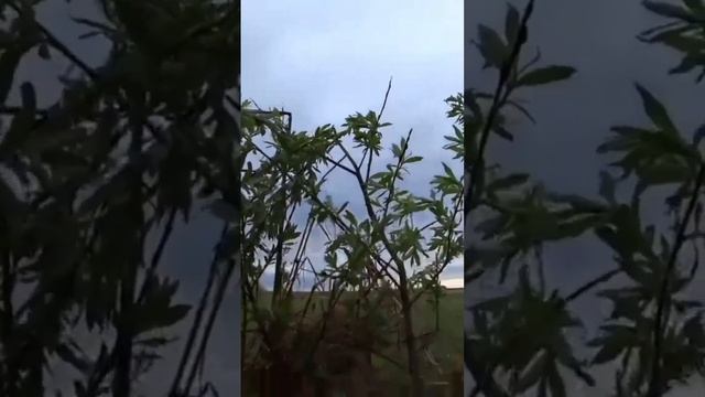 Охота на гуся. смотреть онлайн