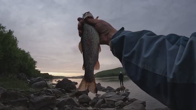 Озеро Колбаса и река Ура. Кумжа морская!!! смотреть онлайн