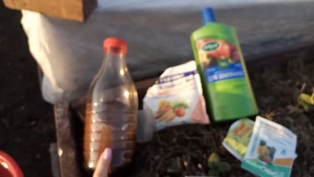 Первая, важная подкормка для клубники! смотреть онлайн