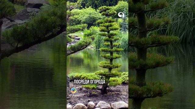 Почему НИВАКИ не для каждого сада? смотреть онлайн