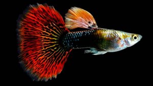 Аквариум для начинающих Гуппи Cодержание уход и размножение Guppy