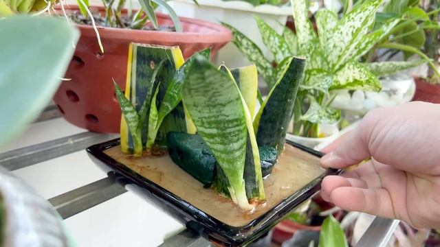 Grow indoor plants tiger tongue cure many unexpected diseases смотреть онлайн