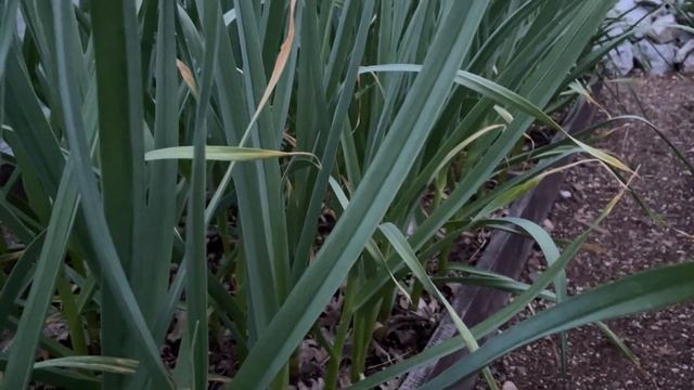 Предпоследняя ПОДКОРМКА чеснока! УВЕЛИЧИТ головку, улучшит хранение! смотреть онлайн