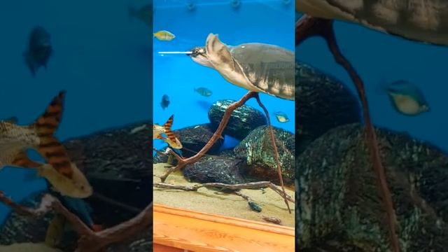 Pig nose Tortilla in aquarium смотреть онлайн