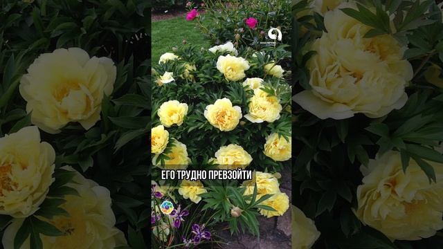 Редкие по красоте ПИОНЫ #сад #цветы #garden #цветы #пионы смотреть онлайн