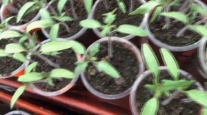 Почему у рассады томатов желтеют и опадают семядольные листья? Заболели?