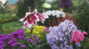 Что выбрать для сада: лилии или лилейники? Сорта лилейников в моем саду