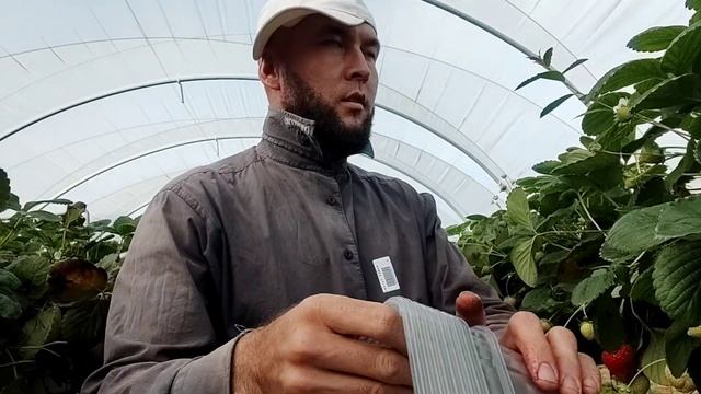 Чак чакда биё бача 😄😄😄 #кордаранглия #2023 #англия #великобритания #работаанглия #2023 смотреть онлайн