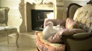 Реклама «Петелинка». Курочка Ксюша.mp4