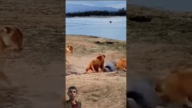 схватка львиц с крокодилом