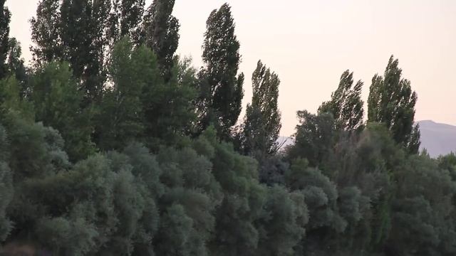 Sternula albifrons Küçük sumru Balık Av Yemek Little Tern смотреть онлайн