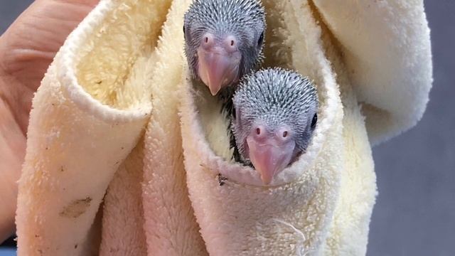 2 months of hand raising 2 plumheaded parakeets (Praline and Truffle) and superb parrot (Muffin) смотреть онлайн