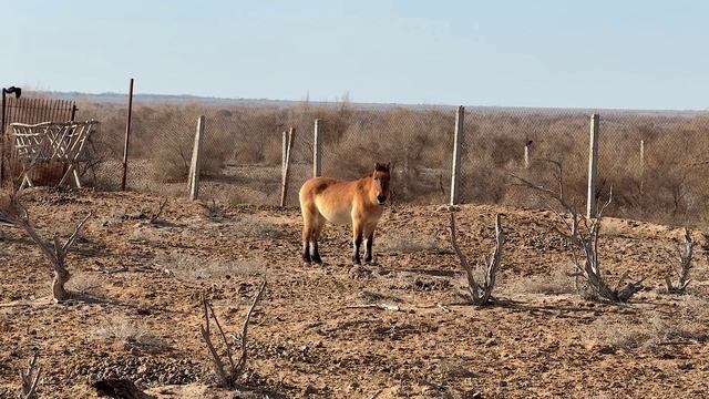 БУХОРОДАГИ ЁВВОЙИ ТАБИАТ НОЁБ ХАЙВОНЛАРИ смотреть онлайн