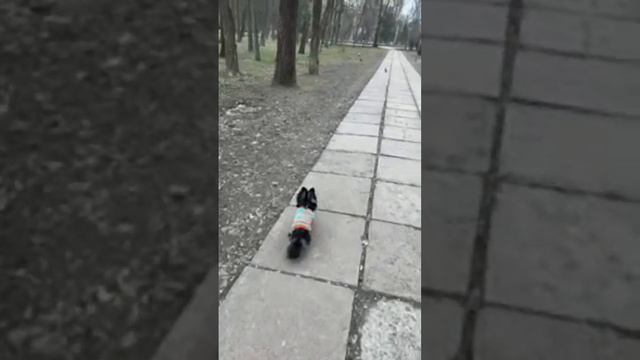 Chihuahua ZeFir в прямом эфире! смотреть онлайн