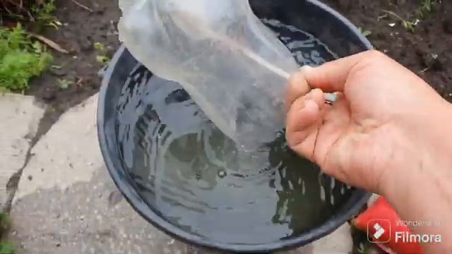 242. Подкормка томатов по ТРЕТЬЕЙ кисти. смотреть онлайн