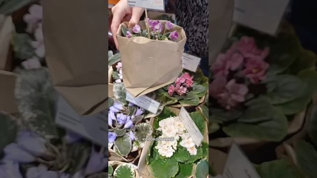 Необычные сорта фиалок. Вторая часть в профиле! #сад #фиалки смотреть онлайн