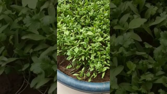 coriander🌟🥰🌟#short #viral #like #subscribe #youtubeshorts смотреть онлайн