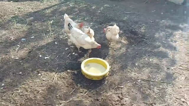 Причина почему мы убрали хозяйство.... смотреть онлайн