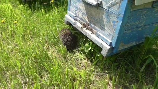Ёжик поедает пчёл смотреть онлайн