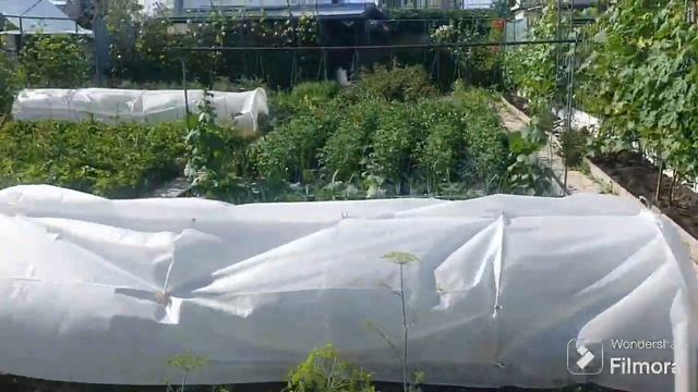 247. Зола и Уксус. Янтарная кислота и Спирт (нашатырный). смотреть онлайн