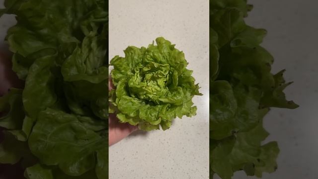BEST Short Season LETTUCE! #garden #plants #plant #planting #grow #food #lettuce #shorts #gardening смотреть онлайн