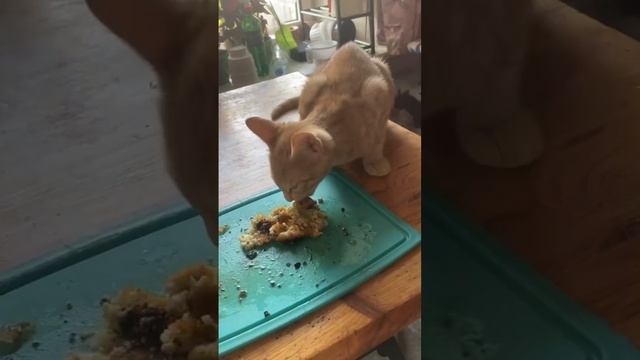 Мама, Масяня и картофельные котлеты с грибами 😅😁 смотреть онлайн